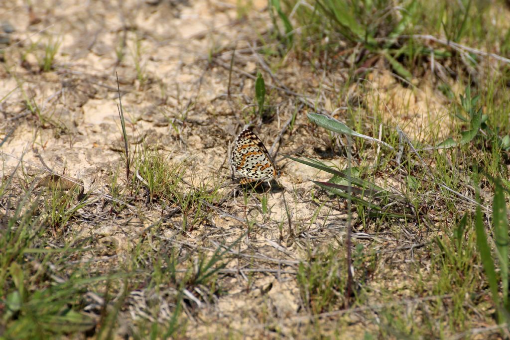 Melitaea didyma, Nymphalidae